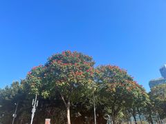 -深圳湾公园(南山区)