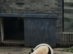 -都江堰中华大熊猫苑