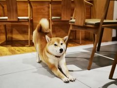 -柴务处·柴犬主题狗咖