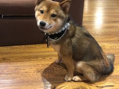 -柴务处·柴犬主题狗咖