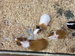 -上海大自然野生昆虫馆