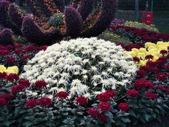 -上海共青森林公园