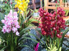 -国家植物园南园