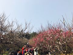 -香雪海