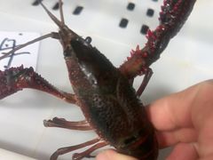 -祥鹤龙虾螃蟹