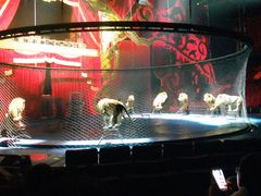 -珠海横琴长隆《卡卡虎奇遇记》