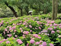 -上海共青森林公园