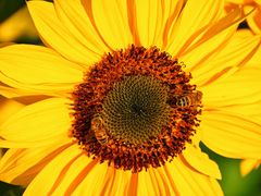 -汉长安城未央宫国家考古遗址公园