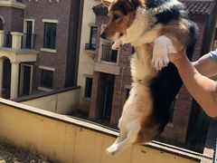 -北京赛佳动物医院