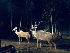 -清迈夜间动物园