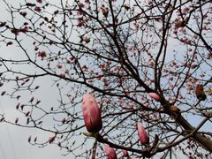 -昆山城市生态森林公园
