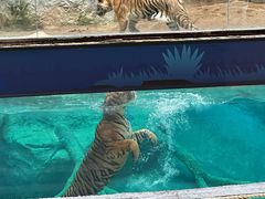 -清迈夜间动物园