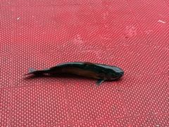 -苗侗地道红酸.酸汤鱼·酸汤牛肉