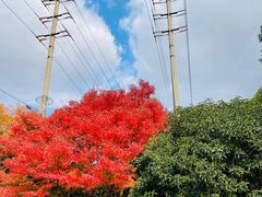 -花开海上生态园