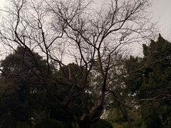 -护国寺小吃(护国寺总店)