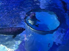 -上海海昌海洋公园