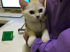 -瑞鹏宠物医院·爱宠堂·骨外专科(西荷分院)