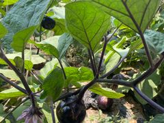 -万源龙顺度假庄园生态观光园