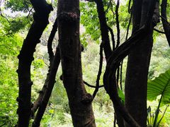 -天鹿湖森林公园
