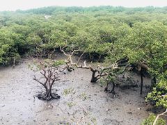 -北海金海湾红树林生态旅游区