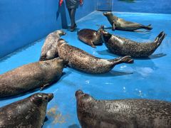 -海合安成都极地海洋公园