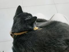 -关爱动物医院·心脏·中兽医·异宠(金牛路分院)