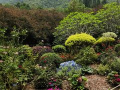 -深圳仙湖植物园