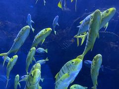 -上海海昌海洋公园