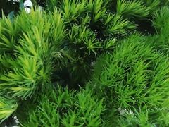 -亭亭鲜花店(中山北路店)