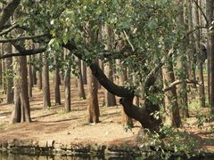 -上海共青森林公园