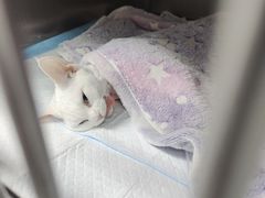 -达爱动物医院·犬猫分区·CT·复杂眼科(远洋山水分院)
