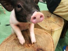 -藦茜花园宠物主题亲子互动体验馆(国顺东路店)