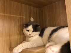 -猫域·湾主题猫咖·宠物吧(南坪城市广场店)