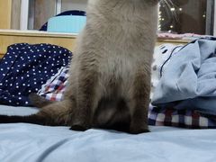 -宠颐生动物医院·心脏科·保险定点(锦阳分院)