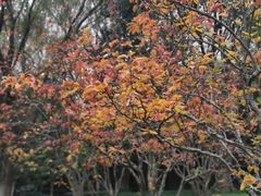 -昆山城市生态森林公园