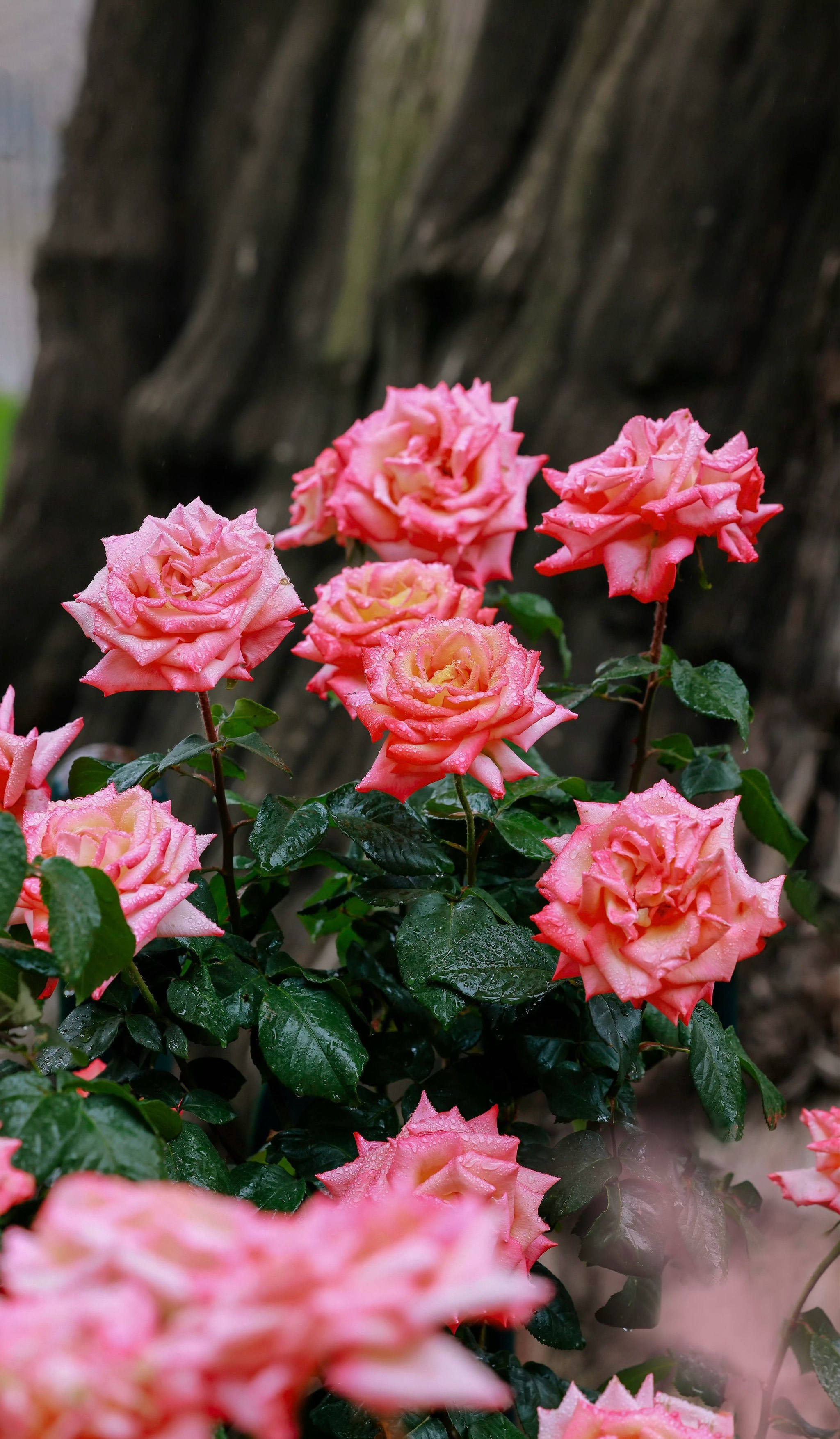 打翻的夏日调色盘,国植月季花开🌿