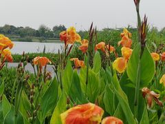 -深圳人才公园