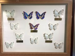 -上海昆虫博物馆