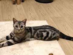 -瑞鹏宠物医院·夜间急症·心超·猫科(祖庙分店)