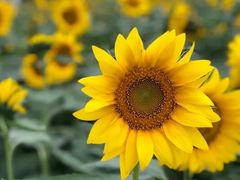 景点-天府芙蓉园