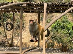 -西双版纳原始森林公园