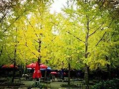 -神仙树公园