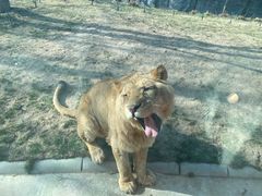 -北京野生动物园