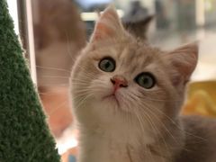 -babydoll猫舍·米努特·德文·缅因(久光中心店)
