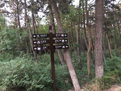 -日照海滨国家森林公园