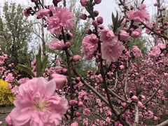 -北京动物园-畅观楼