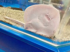 -上海海洋水族馆