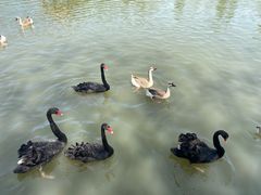 -溱湖国家湿地公园