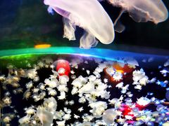 -太平洋海底世界