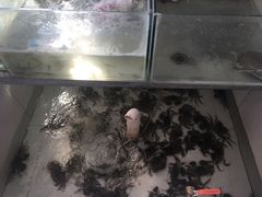 -丫丫蟹庄·苏式园林农家乐·阳澄湖大闸蟹(阳澄湖莲花岛店)